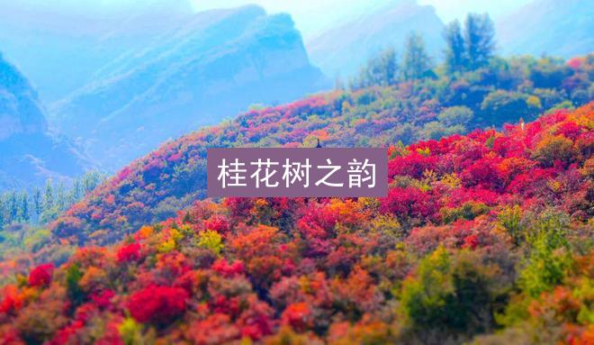 桂花树之韵