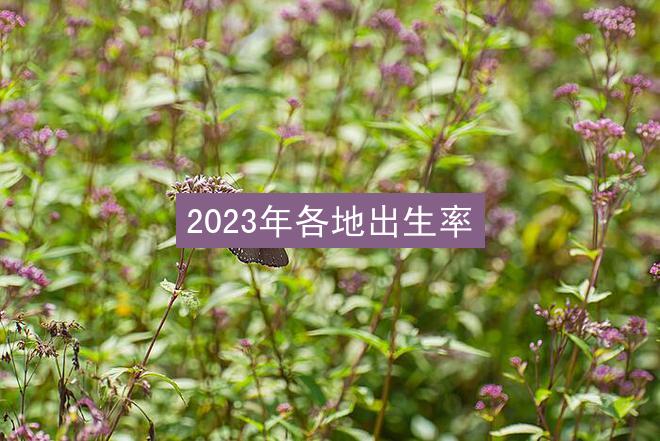 2023年各地出生率