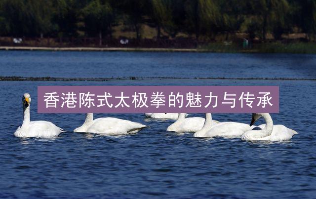 香港陈式太极拳的魅力与传承